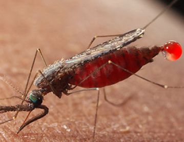 anopheles mosquito