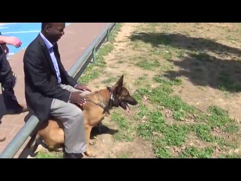 Hermiona K9 manof personal protection knife attack protection kenya