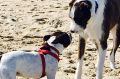 Maudie, left, susses out another dog at the off-leash dog beach.