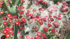 The fluff is the seed of a poplar which have hair to help them loft in the wind.