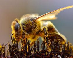 Bee collecting pollen. Image: Wikimedia Commons/Jon Sullivan