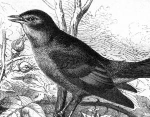 Bell Labs: Birdsong Contests