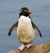 Cute little penguin