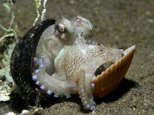 Octopus