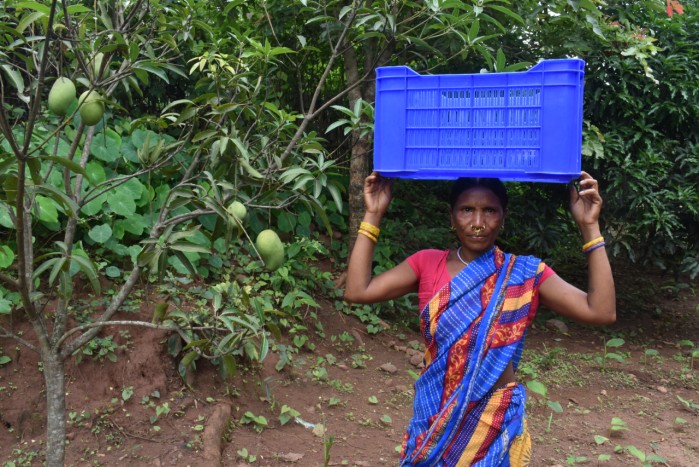 UNDP, Odisha, mango, India, income, livelihood