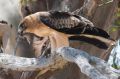 The public can now get a fascinating look at Canberra's little eagle with live streaming from a nesting site in West ...