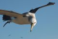 Winging it: a shy albatross (Thalassarche cauta) in flight, near Albatross Island, Tasmania.