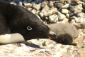 An Adelie penguin with its dead chick.