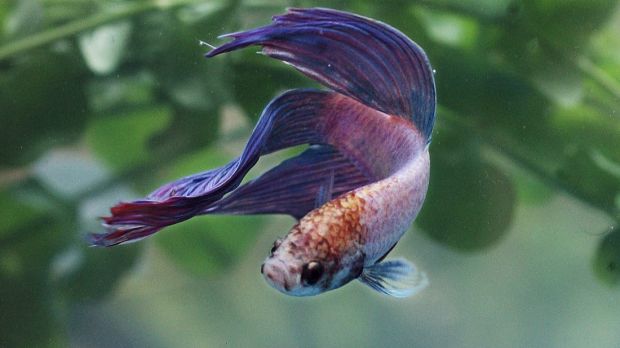 How to keep your Siamese fighting fish happy.