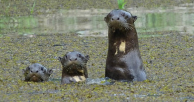 Colombia: Nutrias gigantes recobraron su libertad