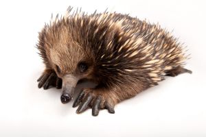 A short-nosed echidna from Melbourne Zoo. 