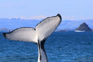 Join the Island Whale Festival at Phillip Island.