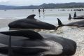 Rescuers estimate it is the largest mass beaching in NZ history.