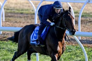 Focused: Hugh Bowman rides Marmelo during trackwork at Werribee on Tuesday.