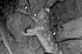 Rare footage of "extinct" baby eastern quolls born in Canberra.