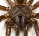 A Fraser Island funnel-web spider.