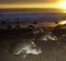 Female turtles coming ashore to lay eggs at sunset in Costa Rica.