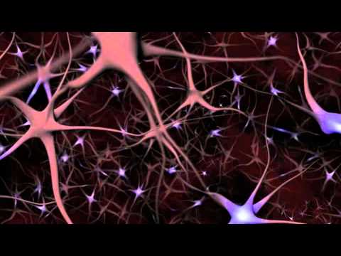 Neurons and What They Do ~ An Animated Guide