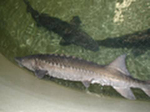 Kootenai White Sturgeon: Agencies Collaborate to Save North America's Largest Freshwater Fish