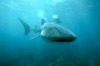 Swim with whale sharks at Ningaloo Reef, Western Australia.