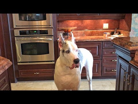 Funny Great Dane Complains His Dinner is Late