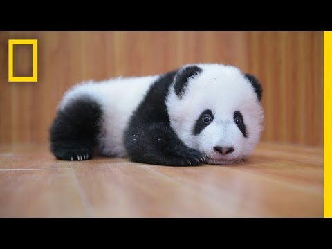 Raising Cute Pandas: It's Complicated | National Geographic