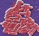 Drugs which kill off gut bacteria are bad news for cancer patienrts.