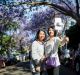 Hundreds flock to McDougall Street to take pictures amongst the jacarandas that grow on both sides of the street.