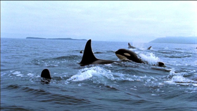 History of killer whale capture