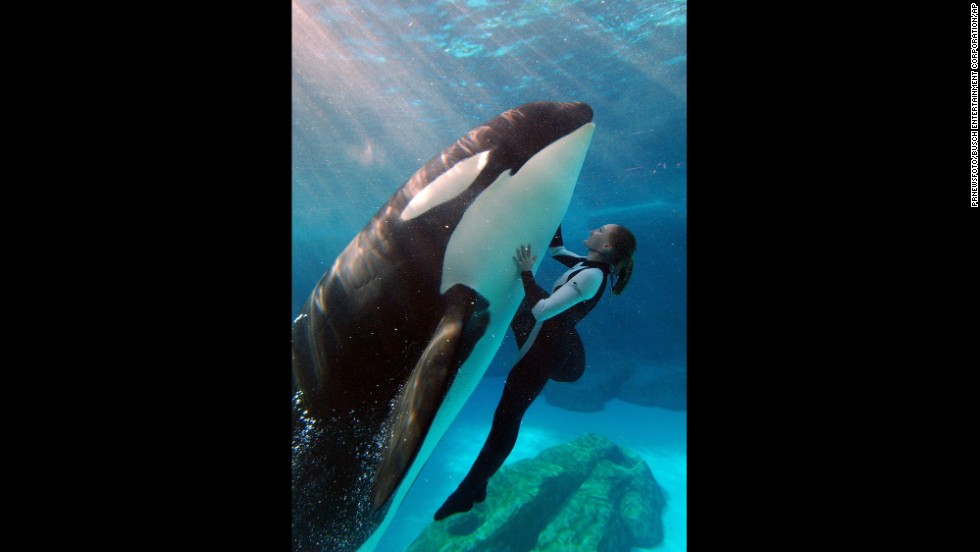 Killer whales, or orcas, were first put on public display in the 1960s. The best known killer whale shows in the United States are at SeaWorld Parks, which are synonymous with their &quot;Shamu&quot; killer whale shows, seen here. 