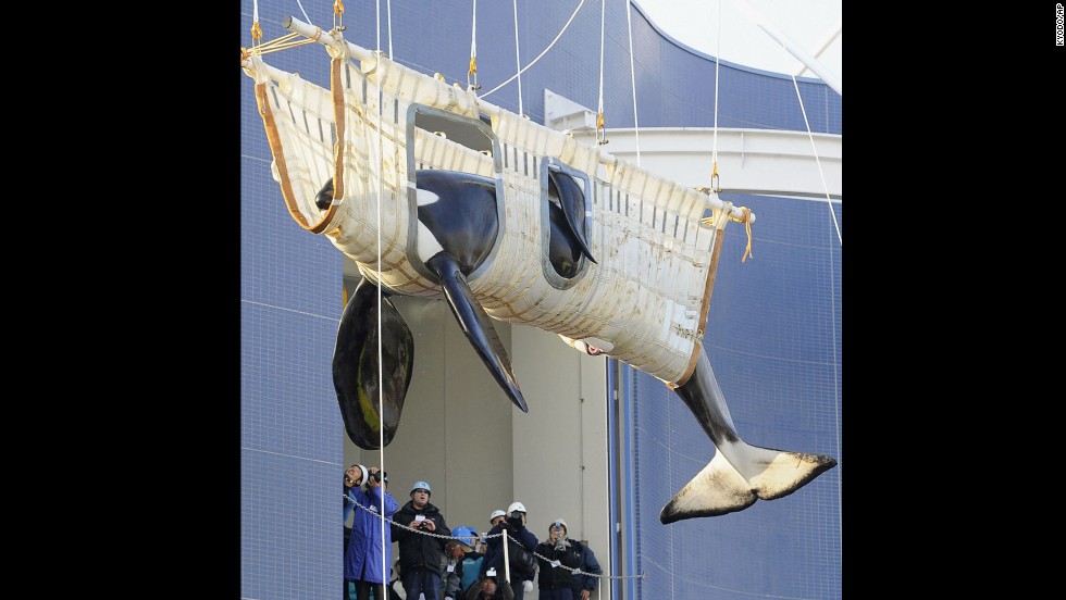 A male killer whale, Bingo, is transported to the Nagoya Port Aquarium in Japan in December 2011, after the death of the aquarium&#39;s only other orca.  Marine animal activists say the transfers of orcas between marine parks are unhealthy for these mammals because of the stress and trauma.