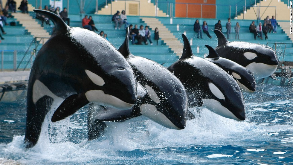 Today, there are 45 captive orcas performing at about 10 parks across the world, most of them born in captivity.   Here, orcas perform at the Marineland aquatic park in Antibes, in southeastern France.