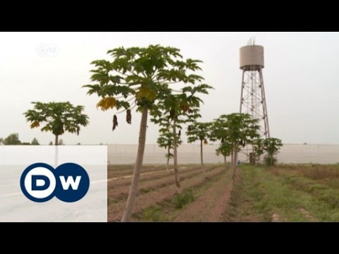 City farming in West Africa | DW News