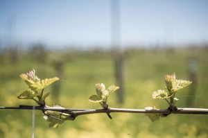 Budburst, November 17-18, is one of the best regional food and wine festivals in regional Victoria.