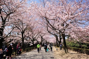 Cherry Blossom trees at Kanazawa Castle Park Ishikawa Prefecture, Japan.