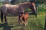 Rescued foal Aupouri Diamond in Kaitaia with foster mare Brandee.