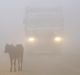 Cows stand by the side of a road as a truck drives with lights on through smog in Greater Noida, near Delhi.