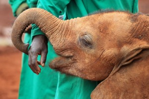 I love this image as I think it really shows the bond between these little orphaned babies and the dedicated humans that ...