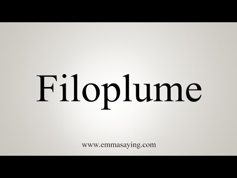 How To Pronounce Filoplume