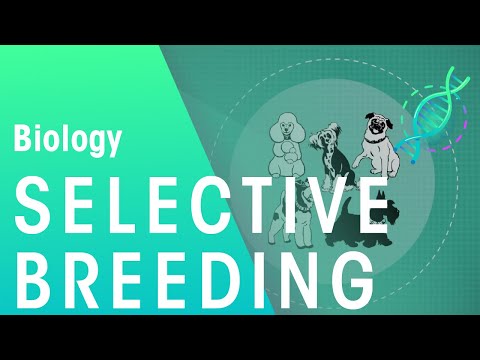 Selective Breeding | Biology for All | FuseSchool