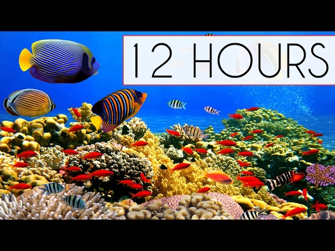 CORAL REEF AQUARIUM COLLECTION • 12 HOURS • BEST RELAX MUSIC • SLEEP MUSIC • 1080p HD #2