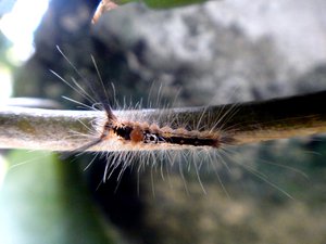 Tussock Moth Caterpillar