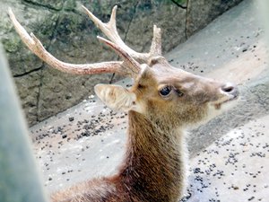 A deer sitting down, with uneven antler. Taken on November 2016.