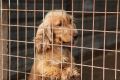 Dog breeding is currently an unregulated industry which is able to operate without scrutiny in WA.