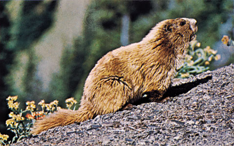 Olympic marmot (Marmota olympus).