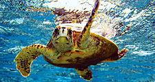 A green sea turtle (Chelonia mydas) swimming in the waters near the Hawaiian Islands.