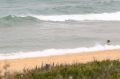 North Avoca Beach was closed after the suspected shark attack.