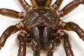 A Fraser Island funnel-web spider.