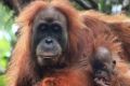 New species: A Tapanuli orang-utan with its baby in Batang Toru Ecosystem in Tapanuli, North Sumatra.