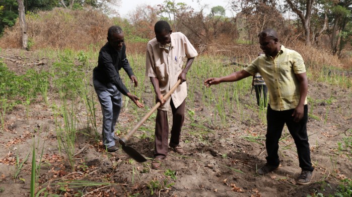 Agriculture against Famine in Yambio